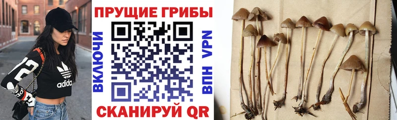 mega зеркало  Норильск  Псилоцибиновые грибы Psilocybine cubensis  где купить наркоту 